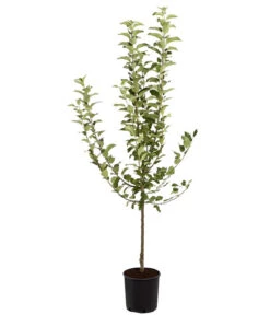 Winterapfel 'Goldparmäne' -Ecopotos Geschaft 7654999 PR FS 001 ApfelGoldparmaeneMalusBusch95LiteDehnerExpressZS