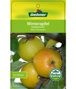 Winterapfel 'Goldparmäne' -Ecopotos Geschaft 7654999 WinterapfelGoldparmaere Etikett 1