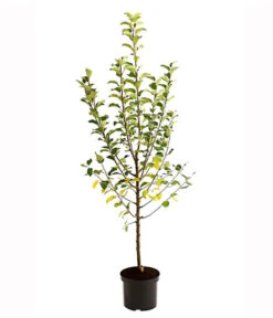 Apfel-Duo 'Goldparmäne'/'Alkmene' -Ecopotos Geschaft 7655111 PR FS 001 ApfelDuoGolparmaeneAlkmeneMalus95LiterDehnerExpressHerzig