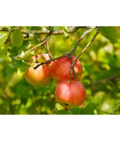 Herbstapfel 'Gravensteiner' -Ecopotos Geschaft 7657356 WE DE 002 ApfelGravensteinerPixabay