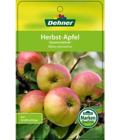 Herbstapfel 'Gravensteiner' -Ecopotos Geschaft 7657398 HerbstapfelGravensteiner Etikett 1