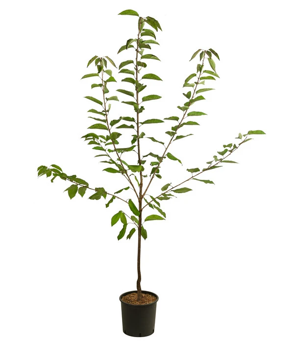 Süßkirsche 'Große Prinzessin' 4 Süßkirsche 'Große Prinzessin' – Bild 2