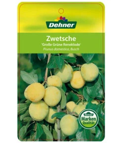 Dehner Reneklode 'Große Grüne Reneklode' -Ecopotos Geschaft 7657802 ReneklodeGrosseGrueneReneklode Etikett 1