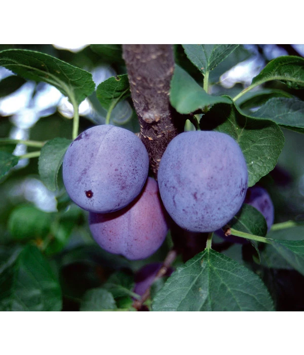 Zwetschge 'Haganta' 3 Zwetschge 'Haganta'
