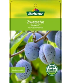 Zwetschge 'Haganta' 8 Zwetschge 'Haganta' -Ecopotos Geschaft 7662257 ZwetscheHaganta Etikett 1