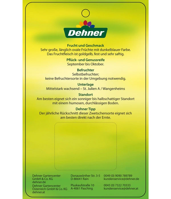 Zwetschge 'Haganta' 6 Zwetschge 'Haganta' – Bild 4