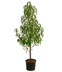 Nektarine, Verschiedene Sorten -Ecopotos Geschaft 7662620 WE FS 001 PrunusNektarineEinjaehrigDehnerExpressHerzig