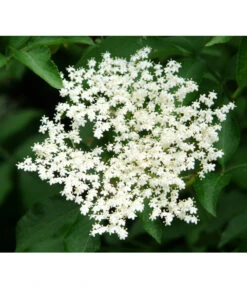 Großfruchtiger Holunder 'Haschberg' -Ecopotos Geschaft 7662760 PR DE 002 SambucusHolunderHaschbergPixabay