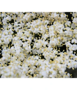 Großfruchtiger Holunder 'Haschberg' -Ecopotos Geschaft 7662760 WE DE 003 SambucusHolunderBluete