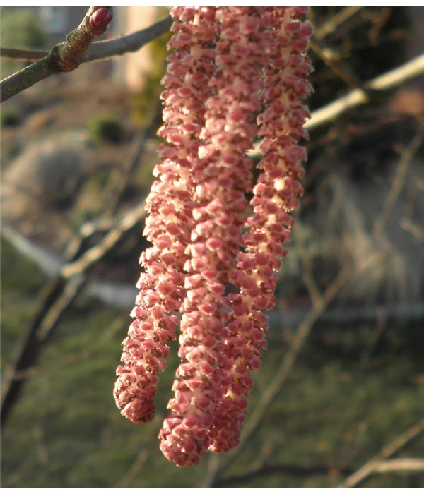 Dehner Haselnuss 'Rote Zellernuss' 6 Dehner Haselnuss 'Rote Zellernuss' – Bild 4
