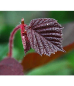 Dehner Haselnuss 'Rote Zellernuss' 13 Dehner Haselnuss 'Rote Zellernuss' -Ecopotos Geschaft 7663073 PR DE 002 CoryllusHaselnussPixabay