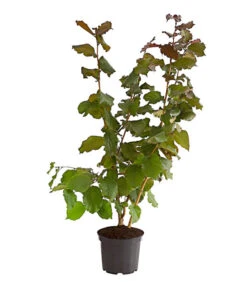 Dehner Haselnuss 'Rote Zellernuss' 10 Dehner Haselnuss 'Rote Zellernuss' -Ecopotos Geschaft 7663073 PR FS 002 RottblaettrigeZellernussBusch5LiterDehnerExpressHerzig