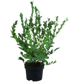 Heidelbeere 'Hardyblue' 7 Heidelbeere 'Hardyblue' -Ecopotos Geschaft 7665490 WE FS 002 HeidelbeereHardyblue3L