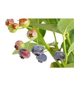 Dehner Gourmet Garten Heidelbeere 'Spartan' -Ecopotos Geschaft 7665508 PR DE 002 GourmetGartenHeidelbeereSpartan3LiterDehnerExpressHerzig