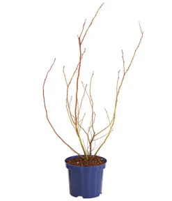 Dehner Gourmet Garten Heidelbeere 'Spartan' -Ecopotos Geschaft 7665508 WE FS 001 GGHeidelbeereSparten3L