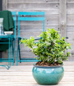 Dehner Gourmet Garten Heidelbeere 'Spartan' -Ecopotos Geschaft 7665508 WE MO HeidelbeereSpartan