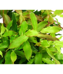 4-Monats-Heidelbeere 'Lucky Berry®' -Ecopotos Geschaft 7665847 WE DE 04 VacciniumHeidelbelbeereLuckyBerry5L