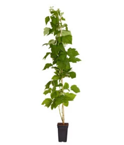 Dehner Gourmet Garten Himbeere 'Homecane®' 5 Dehner Gourmet Garten Himbeere 'Homecane®' -Ecopotos Geschaft 7666662 PR FS 002 Himbeere HomeCaneDehnerExpressZS