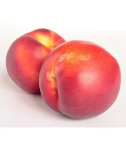 Dehner Nektarine 'Independence'