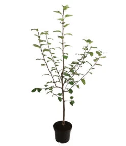 Herbstapfel 'Jakob Fischer' -Ecopotos Geschaft 7689680 WE FS 001 ApfelbaumMalusApfelJakobFischer