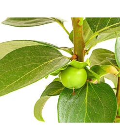 Dehner Kaki 'Rojo Brillante' - Kaki-Pflaume 'Rojo Brillante' -Ecopotos Geschaft 7693377 PR DE 001 KakiRojoBrillanteBUDehnerExpressHerzig