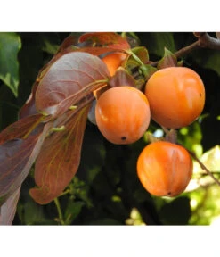 Dehner Kaki 'Rojo Brillante' - Kaki-Pflaume 'Rojo Brillante' -Ecopotos Geschaft 7693377 WE DE 005 KakiDiospyrosKakipflaumeRojoBrillante Pixabay