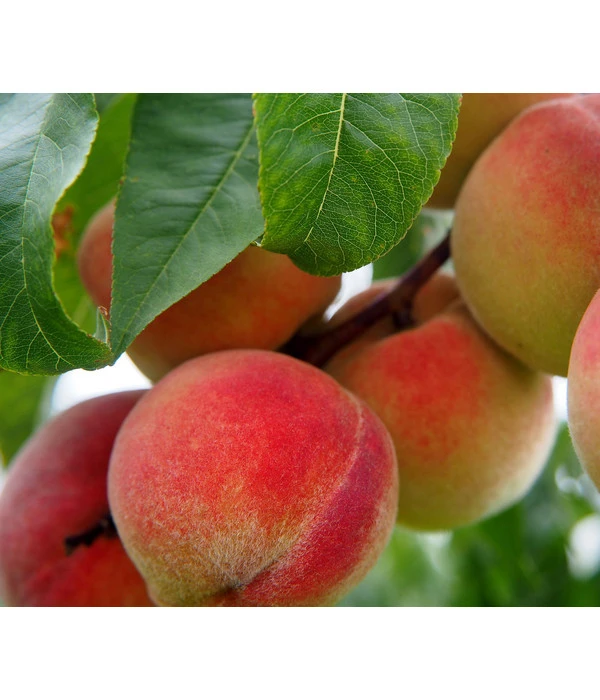 Dehner Pfirsich 'Kernechter Vom Vorgebirge' 3 Dehner Pfirsich 'Kernechter Vom Vorgebirge'