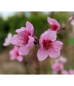 Dehner Pfirsich 'Kernechter Vom Vorgebirge' 7 Dehner Pfirsich 'Kernechter Vom Vorgebirge' -Ecopotos Geschaft 7695505 PR DE 021 PrunusPfirsichKernechterVomVorgebirgePixabay