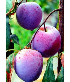 Dehner Pflaume 'Königin Viktoria' -Ecopotos Geschaft 7702558 WE MO 002 PflaumeKoeniginViktoriaPixabay