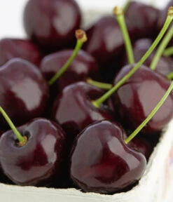 Süßkirschen-Duo 'Kordia/Burlat' 8 Süßkirschen-Duo 'Kordia/Burlat' -Ecopotos Geschaft 7703143 PR DE 001 KirscheKordiaDehnerExpressZS