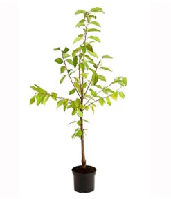 Süßkirschen-Duo 'Kordia/Burlat' 9 Süßkirschen-Duo 'Kordia/Burlat' -Ecopotos Geschaft 7703234 PR FS 001 KirschenDuoKordiaBurlat95LiterDehnerExpressHerzig