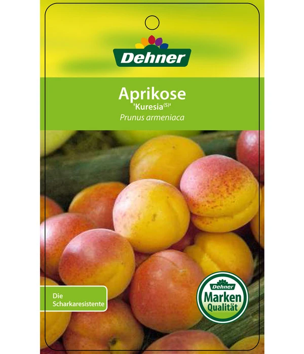 Aprikose 'Kuresia' 5 Aprikose 'Kuresia' – Bild 3