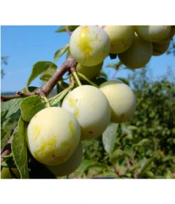 Zwetschgen-Duo 'Nancy/Schönberger' -Ecopotos Geschaft 7719230 BildFS 001 ZwetscheNancyMirabelleNancyMirabelleBu