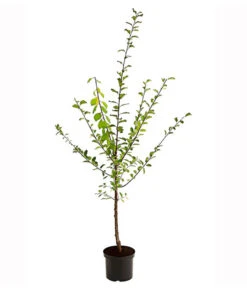 Zwetschgen-Duo 'Nancy/Schönberger' -Ecopotos Geschaft 7719321 PR FS 001 ZwetschenDuoNancySchoeneberger95LiterDehnerExpressHerzig