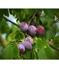 Zwetschgen-Duo 'Nancy/Schönberger' -Ecopotos Geschaft 7719321 WE DE 001 ZwetschgenDuoNanySchoenebergerPixabay