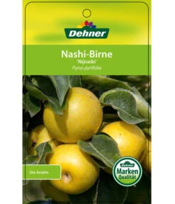 Nashi-Birne 'Nijiseiki' 10 Nashi-Birne 'Nijiseiki' -Ecopotos Geschaft 7719826 Nashi BirneNijiseiki Etikett 1
