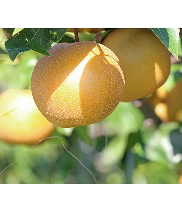 Nashi-Birne 'Nijiseiki' 3 Nashi-Birne 'Nijiseiki'