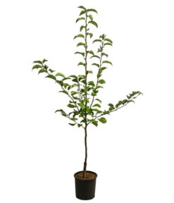 Nashi-Birne 'Nijiseiki' 8 Nashi-Birne 'Nijiseiki' -Ecopotos Geschaft 7719826 WE FS 001 NashiNijiseikiDehnerExpressHerzig