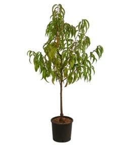 Nektarine 'Fantasia' 8 Nektarine 'Fantasia' -Ecopotos Geschaft 7720170 WE FS 001 PrunusNektarineFantasiaDehnerExpressHerzig