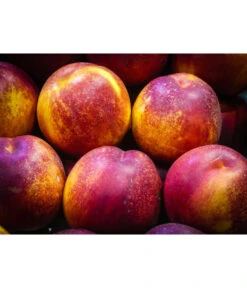 Nektarine 'Fantasia' 9 Nektarine 'Fantasia' -Ecopotos Geschaft 7720170 WE MO 002 NektarineFantasiaPixabay