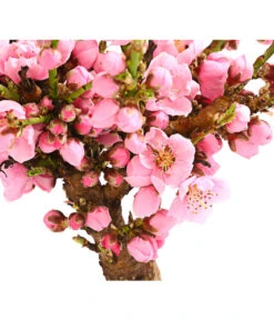 Zwergnektarine 'Nectarella' -Ecopotos Geschaft 7720204 PR DE 001 ZwergNektarine7LDehnerExpressHerzig