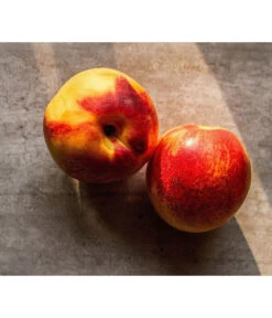 Zwergnektarine 'Nectarella' -Ecopotos Geschaft 7720204 WE DE 002 Zwergnektarine