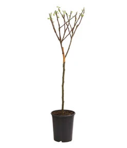 Zwergapfel -Ecopotos Geschaft 7723950 WE FS 001 ZwergapfelObstZwergeKidsDehnerExpressHerzig