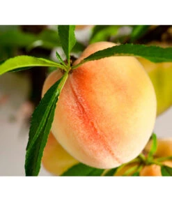 Zwergpfirsich 'Bonanza' -Ecopotos Geschaft 7723992 WE DE 001 ZwergobstObstzwergPfirsich