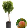 Zwergpfirsich 'Bonanza' -Ecopotos Geschaft 7723992 WE FS 001 ZwergpfirsichBonanza