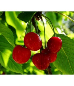 Zwergsauerkirsche -Ecopotos Geschaft 7724016 PR FS 001 PrunusZwergsauerkirschePixabay