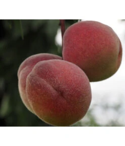 Zwergpfirsich, Rotlaubig 7 Zwergpfirsich, Rotlaubig -Ecopotos Geschaft 7728819 PR DE 001 PrunusPfirsichRubiraPixabayx