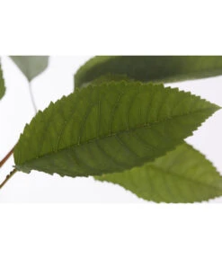 Winterapfel 'Pinova' 13 Winterapfel 'Pinova' -Ecopotos Geschaft 7729361 PR DE 001 ApfelPinovaMalusBusch95LiterDehnerExpressZS