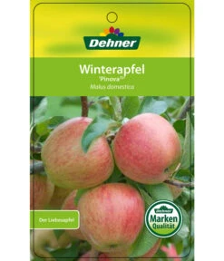 Winterapfel 'Pinova' 14 Winterapfel 'Pinova' -Ecopotos Geschaft 7729361 WinterapfelPinova Etikett 1
