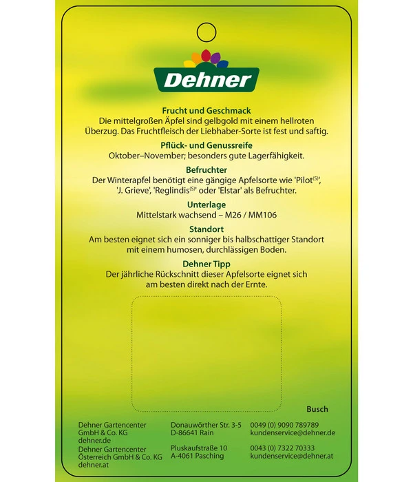 Winterapfel 'Pinova' 9 Winterapfel 'Pinova' – Bild 7